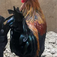 خروس سلطان مرغ گیر