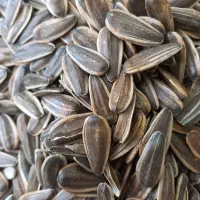 تخمه کانادایی و آفتابگردان کله قوچی 380/000