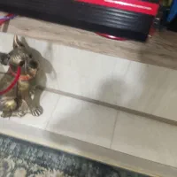 سیستم حرفه ای|صوتی و تصویری|فردیس, طالقانی|دیوار