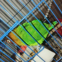 طوطی برزیلی اهلی|پرنده|خوی, |دیوار