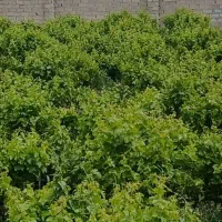 100-متر-باغچه-انگور-در-وحیدیه
