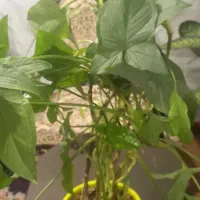 گل شاداب و زیبا