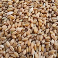 خریدار گندم ماش لوبیاوکنجد