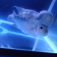 فلاور هورن پرل