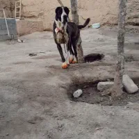 حیون گله ای دو ساله