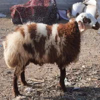 بزرگترین مرکز پخش (گوسفندوبزغاله)