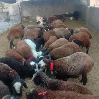 فروش 20 راس بره ماده