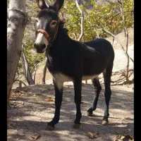 الاغ مادیان رو