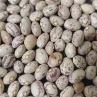 لوبیا چیتی امسال