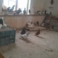 کفتر رنگه المانی بوم کبوتر پرش|پرنده|قلندر آباد, |دیوار