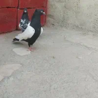 سینه ای پلاکی پرشی