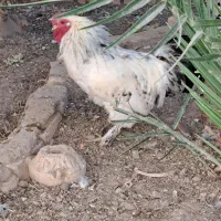 خروس زیبا وجوان