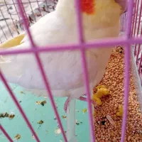 عروس هلندی نر لوتینو