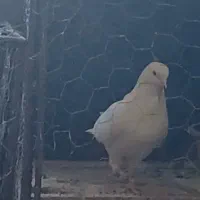 کبوتر گمشده|پرنده|فرخشهر, |دیوار