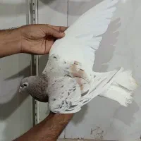 کفتر ساده خال چپ هفترنگ|پرنده|مشهد, انقلاب|دیوار