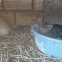 واگذاری بچه گربه
