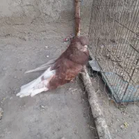 قنار نر|پرنده|هشترود, |دیوار