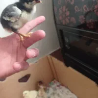 جوجه لاری نسل‌دار