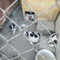 توله سگ پا کوتاه|سگ|قزوین, |دیوار