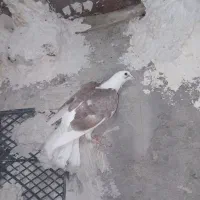 دو تا دوکت|پرنده|ایذه, |دیوار