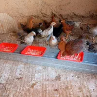 جوجه محلی باکیفیت 70روزه