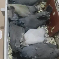 فنچ گلدین ،گرینچیک تراکوییس ، برزیلی پاربلو یووینگ