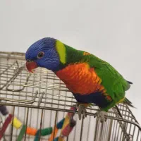 طوطی|پرنده|رضویه, |دیوار