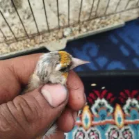 جوجه سهره دورگ سرسیاه معاوضه با سهره خاکی دارم