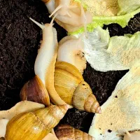 خرید وفروش حلزون|خزنده|تهران, فردوسی|دیوار