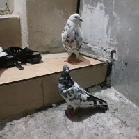 تعداد ۳ عدد کبوتر غریب گرفته