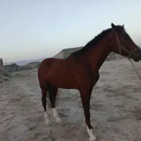 اسب|اسب و تجهیزات اسب‌سواری|بافق, |دیوار
