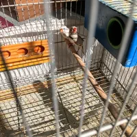 یه جفت فنچ با قفس وابخوری وجادونه ای|پرنده|شیراز, گلدشت معالیآباد|دیوار