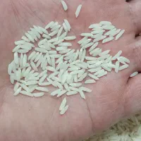 برنج هاشمی شالیزار خودم گیلان رشت