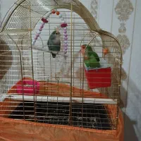 یک جفت کوتوله برزیلی زیبا