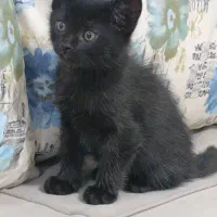 واگذاری گربه سه ماهه|گربه|خوی, |دیوار