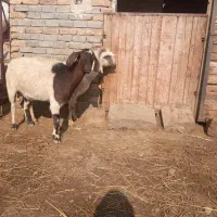 بز ماده جوان|حیوانات مزرعه|تبریز, |دیوار