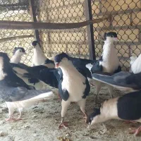 فروش سیاه پشت.خوشرنگ کاکولی دونه ای یک ملیون