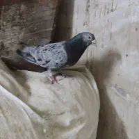 کوهی دورگ