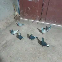 کفتر