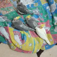 جوجه عروس هلندی ۲ماهه|پرنده|شفت, |دیوار