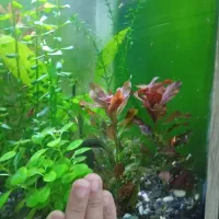 انواع گیاه اکواریومی پرونسیس باکوپا سیبی پلنت