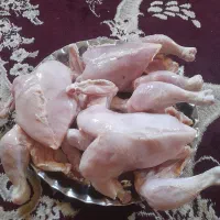 مرغ اکبر جوجه ای