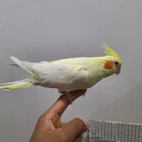 عروس هلندی و کفتر