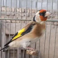 سره جوجه قفس|پرنده|ری, فیروزآباد|دیوار