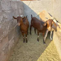 فروش بز مور سیا