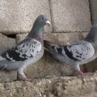 پلاکی