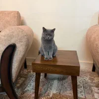 گربه بریتیش ماده