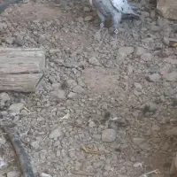 سینه سرور هوایی|پرنده|مرودشت, تخت جمشید|دیوار