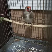 سهره نر بخون