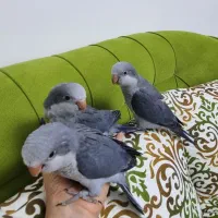 راهب نرمخور